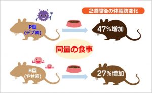 デブ菌